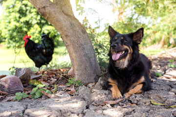 Black and brown mongrel dog lying down and panting under a tree by pond rice field in hot weather on parched ground and there was a black chicken standing there in rural atmosphere of Thailand.