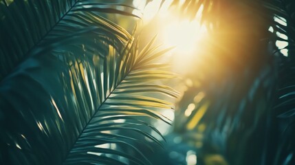 Golden Hour Palm Leaves: Tropical Paradise Sunlight