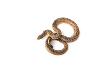 Banded Kukri Snake - Oligodon fasciolatus. It is a non-venomous and harmless snake but has very sharp teeth isolated in white background.