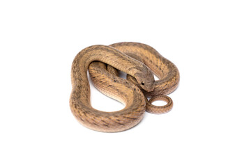 Banded Kukri Snake - Oligodon fasciolatus. It is a non-venomous and harmless snake but has very sharp teeth isolated in white background.