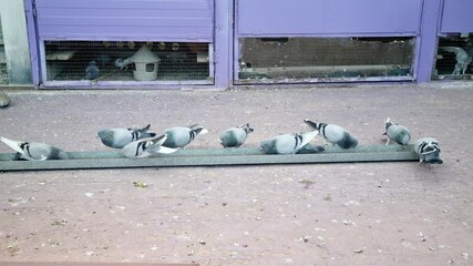 Homing pigeons stand and perch by a metal trough in their purple-walled loft