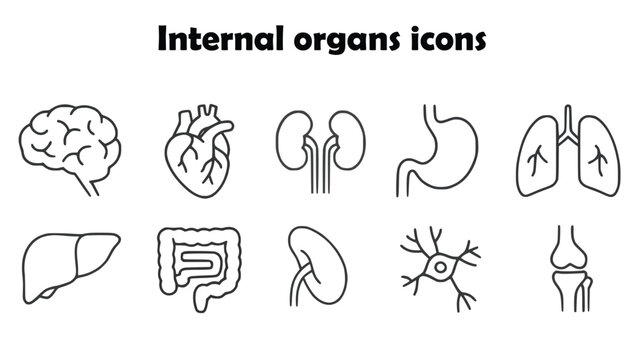 Set of ten internal organ icons including brain, heart, kidney, stomach, lungs, liver, intestine, nerve, and knee joint drawn in black outline style. Concept of anatomy, human health