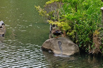 池に住む鴨