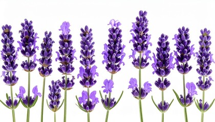 Naklejka premium Purple Lavender Flowers On White Background