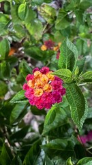 A vibrant Lantana flower showcasing a beautiful blend of deep pink and golden yellow petals, surrounded by lush green leaves.