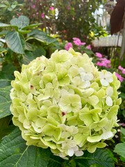 Close-up of a vibrant white hydrangea flower.