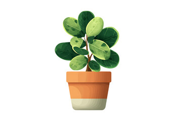 Fototapeta premium A Vibrant Potted Rubber Plant, A Delightful Indoor Greenery Isolated on transparent background, cutout