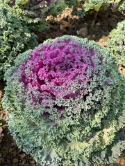 A vibrant ornamental kale plant displays a striking blend of deep purple and lush green, with...