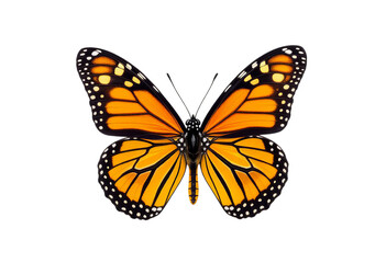 Obraz premium Orange Monarch Butterfly, Isolated Transparent Background, Graphic Element