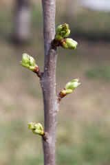 Close-up of tree branch with green buds emerging in early spring season