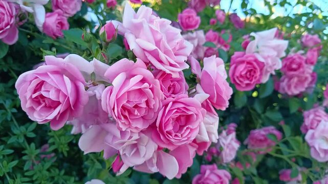 Rosiers buissons &agrave; fleurs group&eacute;es, en gros plan