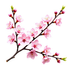 Pink Cherry Blossom Branch, Isolated Transparent Background, Design Element