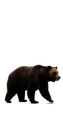 Fototapeta premium Shadow of the Wild