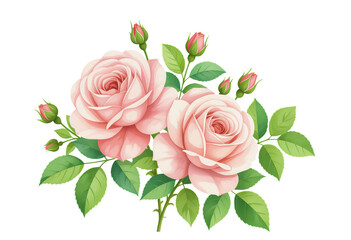 Pink Roses, Isolated Transparent Background, Floral Design Element
