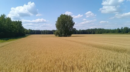 Obraz premium Single Tree at the Center of a Golden Wheat Field Under a Bright Blue Sky with Fluffy Clouds