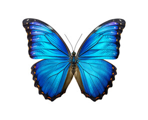 Blue morpho butterfly isolated on a transparent background