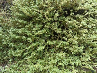 Dense Natural Green Fern Covering a Wall Surface. Thick growth of small green ferns forming a dense...