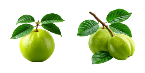 Set of guava fruit with green skin and fresh leaves with water drops suitable for advertising or promotion etc on transparent background