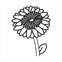 Gerbera Daisy in Soft Light with Vivid Color Tones