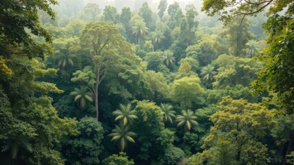A lush green tropical rainforest canopy viewed from above showcases diverse plant life and abundant foliage in a misty atmosphere.