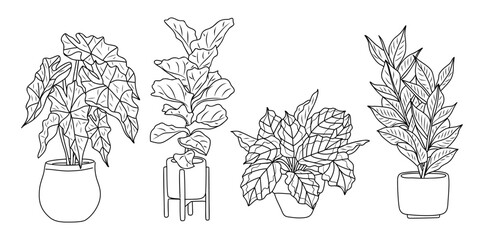 Set of Houseplants outline drawings. Indoor exotic flowers in pots line art. Alocasia, Ficus, Zamioculcas plant for home interior plans, design. Vector illustrations isolated on transparen background.