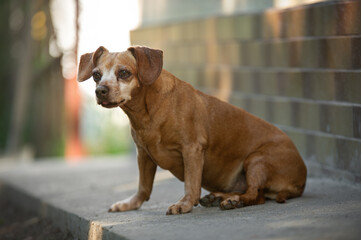 portrait of red dachshund mix dog in the garden