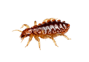 Close-up view of a single head louse showcasing its detailed anatomy and unique features