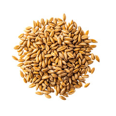 Single wheat grain