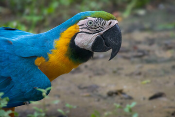 blue and gold macaw