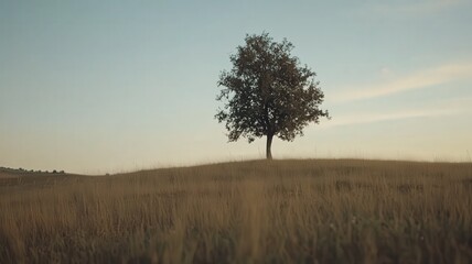 Obraz premium Solitary Tree Silhouetted Against Warm Evening Glow on Grassy Field Under Clear Sky