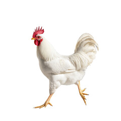 Majestic white rooster standing proudly on a clean surface with vibrant feathers and distinct comb showcasing natural beauty and charm in a farm setting.