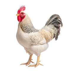 Majestic White Rooster Strutting Proudly in Bright Light with Detailed Feathers and Vibrant Red Comb and Wattle, Displaying Farmyard Elegance and Charm