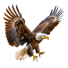 Obraz premium Majestic Bald Eagle in Mid-Flight Displaying Powerful Wings and Sharp Beak with Detailed Feather Patterns Against a White Background