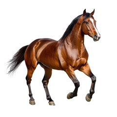 Majestic brown horse running gracefully in an open field, showcasing its strength, beauty, and...