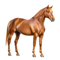 Obraz premium Beautiful chestnut horse standing elegantly with shiny coat, showcasing strong muscles and healthy physique against a white background in studio lighting