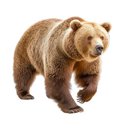 Fototapeta premium Majestic brown bear walking through a lush forest with a beautiful backdrop, showcasing strength, grace, and wildlife in its natural habitat