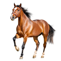 Naklejka premium Majestic Brown Horse Galloping Gracefully Through Open Field in Bright Sunlight, Showcasing Strength and Elegance of Equine Beauty
