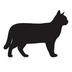 Silhouette of a Cat Stands on White Background