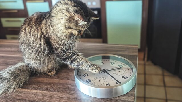 Cat playing with a clock on a wooden table in kitchen, indoors 