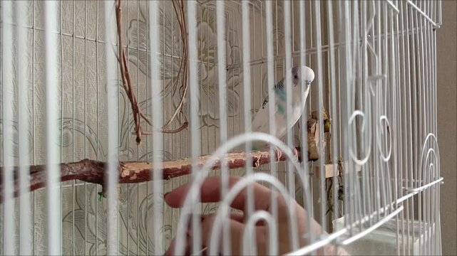 A woman plays with a pet budgie. Keeping parrots at home. Playing with pets. The interaction of humans and animals.