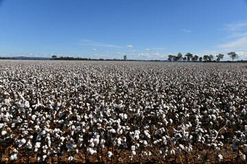 Cotton ready for harvest