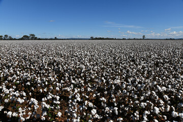 Fototapeta premium Cotton ready for harvest