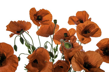 poppy flowers