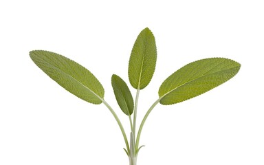 Closeup of Sage Plant with Textured Green Leaves on White Background