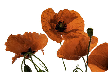 poppy flowers