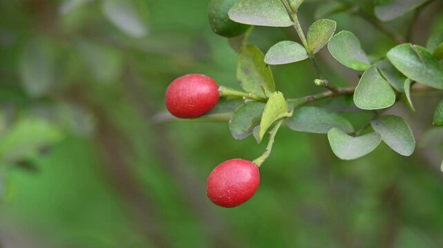 Murraya paniculata fruits. Its other names orange jasmine,&nbsp;orange jessamine and china box flower. Its&nbsp;is a species of shrub or small tree in the family&nbsp;Rutaceae. Kamini fruits. 
