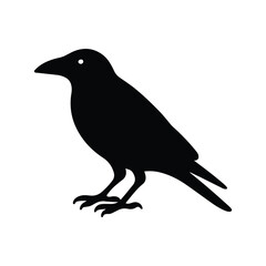Obraz premium crow on white background