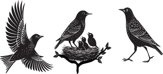 Starling bird silhouette vector design with white background ..