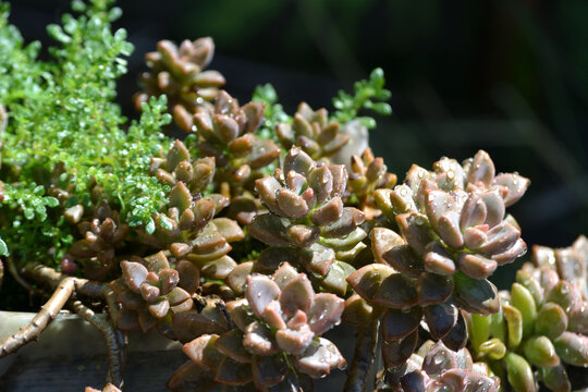 Close-up view of fleshy purple and green leaves of the succulent plant Graptosedum Francesco Baldi