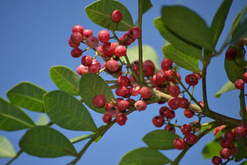 Details of the plant known as Aroeira or mastic tree (Schinus terebinthifolia) and its pink pepper